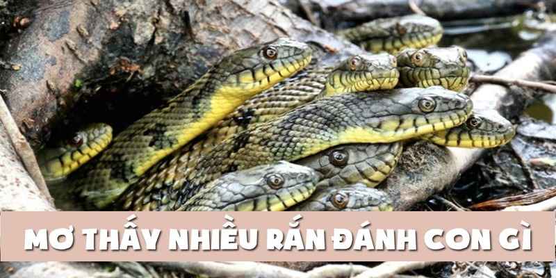 Bật mí ngủ mơ thấy rắn đánh số gì?