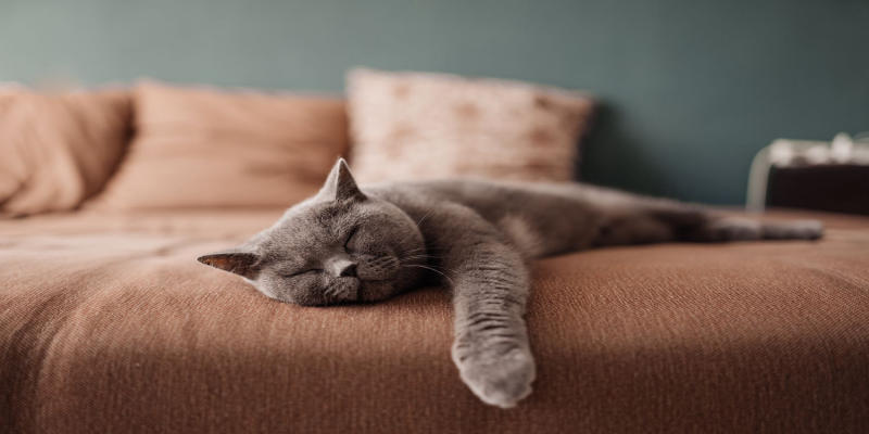 Giải đáp các tình huống ngủ mơ thấy mèo đánh số mấy
