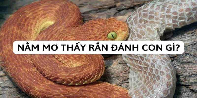 Giải mã giấc ngủ mơ thấy rắn nên đánh con gì