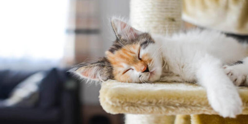 Một số mẹo khi mơ thấy mèo để tận dụng vận may