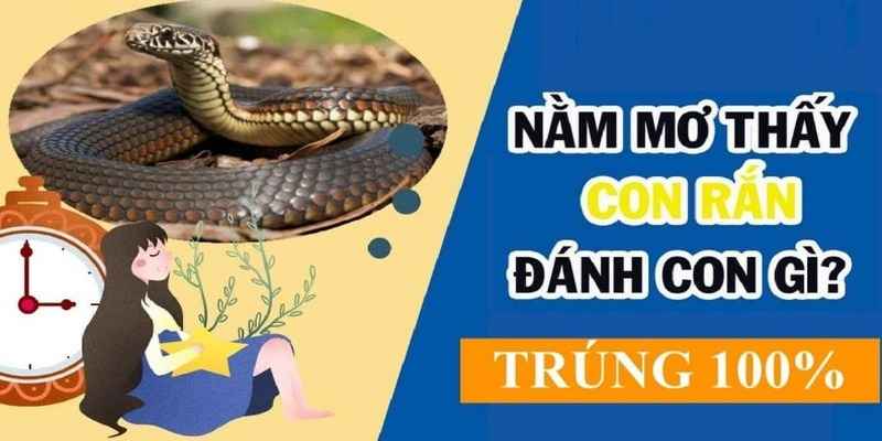 Ngủ Mơ Thấy Rắn Đánh Số Gì? Bật Mí Những Con Số May Mắn