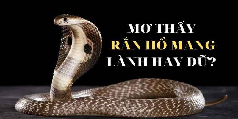 Những giấc mơ thấy rắn mang điềm báo tốt lành